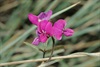 cerise tiny flower at Trephina