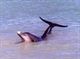 Dolphin at Shark Bay