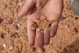 The lizard, a small dragon.