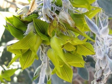 Crotalaria cunninghamii - Bird flower