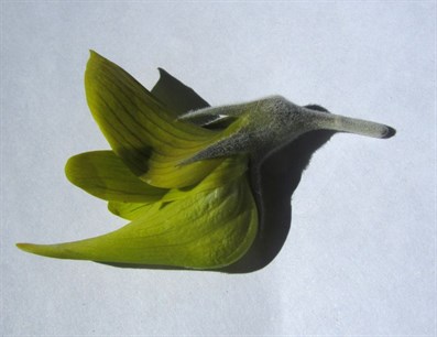 Regal Bird Flower - Crotalaria cunninghamii