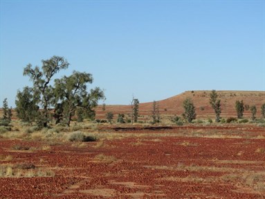 Acacia peuce (Waddi Trees) on Bedourie Road nr Birdsville