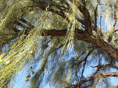 Waddi Tree (Acacia peuce) detail
