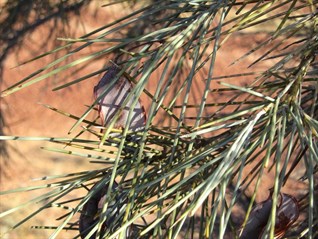 I think this is Acacia pickardii