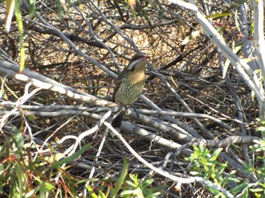 Spiney- cheeked Honeyeater