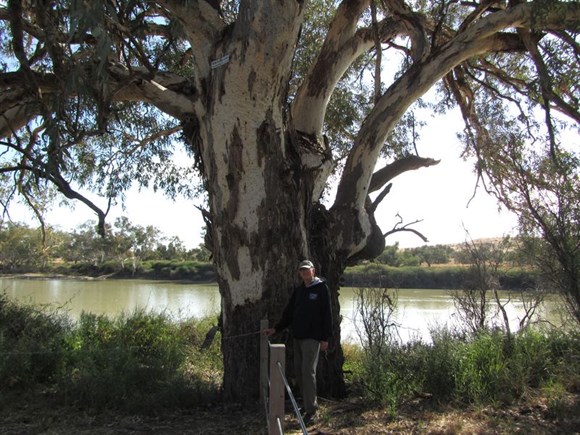 Sign high in tree shows 2010 flood level