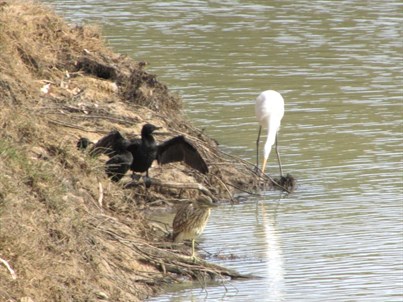 Egret, Cormorants, Bittern (I think)