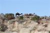 Those wiley camels - Taken: 8/07/2011 11:08:15 AM Camera: Canon Canon EOS 450D
