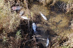 There were hundreds of dead fish on the banks of the Cooper