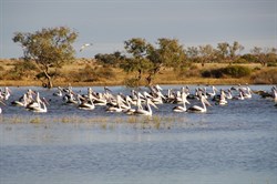 There were dozens of Pelican near our camp