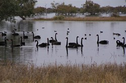 Swans on the Cooper