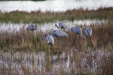 Waking up with 6 Brolgas near our tent