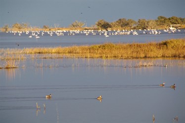 Another very large flock of Pelican near the ferry site