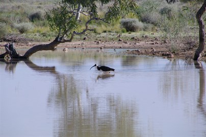 Birdlife early in the trip