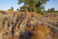 Another hidden old fence