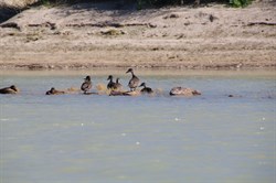 Ducks on exposed rocks in Eyre Creek