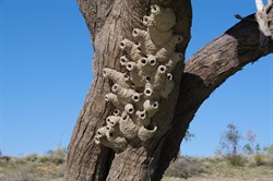 Swallows nests along Eyre Creek