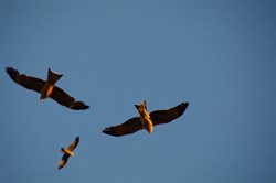 The kites were just above our heads