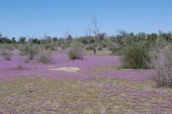 This patch of Wildflowers was unreal