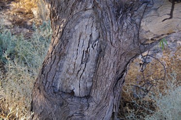 Old Blaze Tree at Annandale