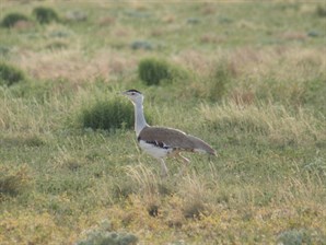 Bustard of the Day beside the Donohue
