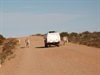 Dodging a few of the locals west of Boulia - Taken: 30/08/2011 5:44:28 PM Camera: FUJIFILM FinePixViewer Ver.5.1