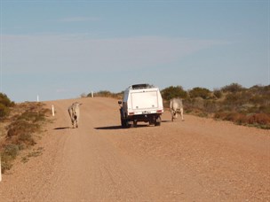 Dodging a few of the locals west of Boulia