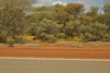 Wildflowers beside the Northern Highway