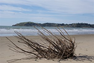 Koekohe Beach 