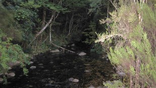 The rain forest near the glow worm cave - Lake Te Anau