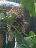 Leopard  - Mirage Secret Garden