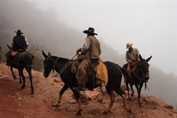 Mules on Bright Angel trail