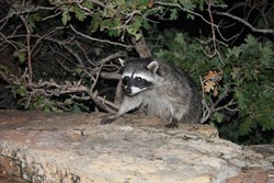 Racoon outside our lodge