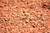 can you see me - lizard