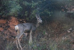 Mule deer on side of road