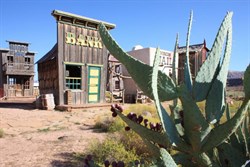 Prickly Pear Cactus