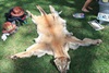 Cougar/Mountain Lion/Puma skin