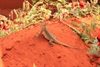 reptile centre