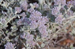 Ptilotus sessilifolius var sessilifolius 