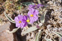 Solanum ellipticum 