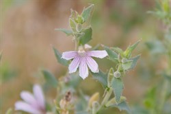 Scaevola spinescens 