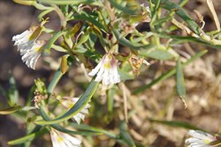 Scaevola collaris 