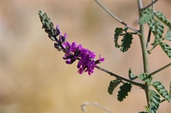 Psoralea australasica 