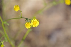 Calotis erinacea 