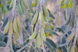Crotalaria cunninghamii 