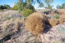 Salsola kali 
