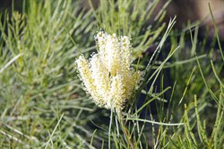 Grevillea stenobotrya 