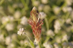 Ptilotus polystachyus 