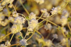 Ptilotus latifolius 