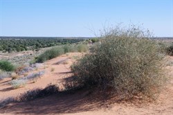 Zygochloa paradoxa 